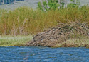 Castor canadensis